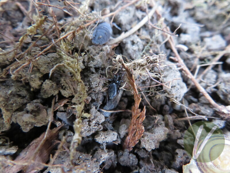 Gewöhnliche Stiefelspinne: 