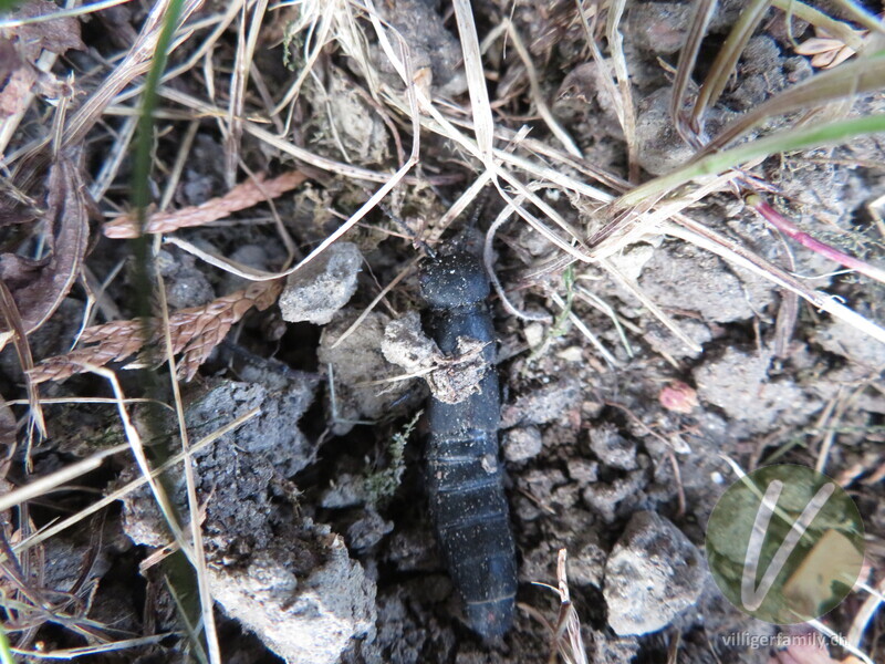 Schwarzer Moderkäfer: 