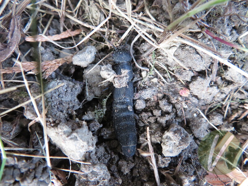 Schwarzer Moderkäfer: 