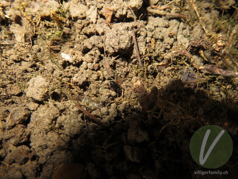 Gewöhnliche Stiefelspinne: 