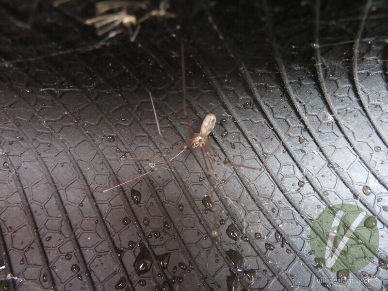 Grosse Zitterspinne: 