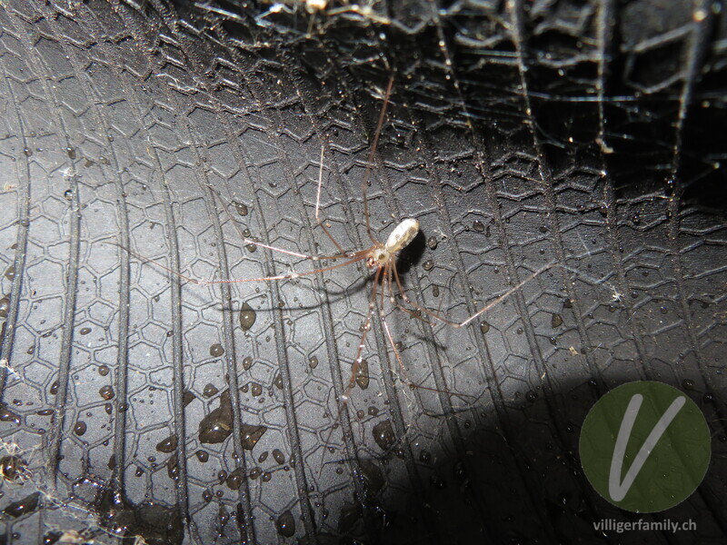 Grosse Zitterspinne: 