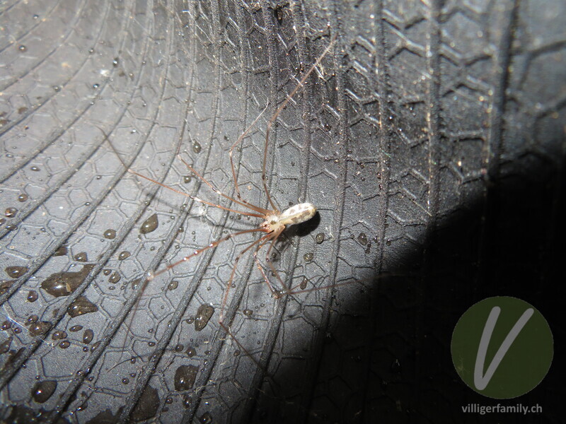 Grosse Zitterspinne: 