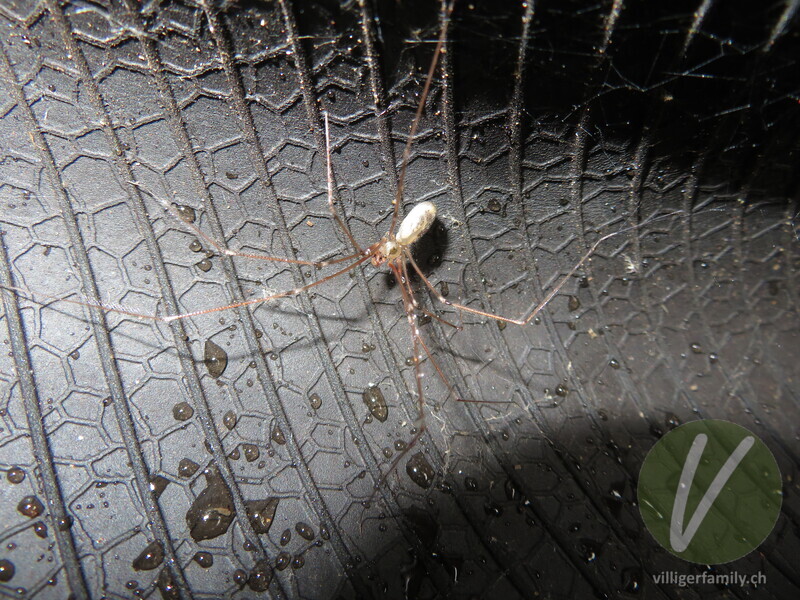 Grosse Zitterspinne: 