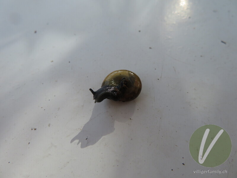 Grosse Glanzschnecke: 