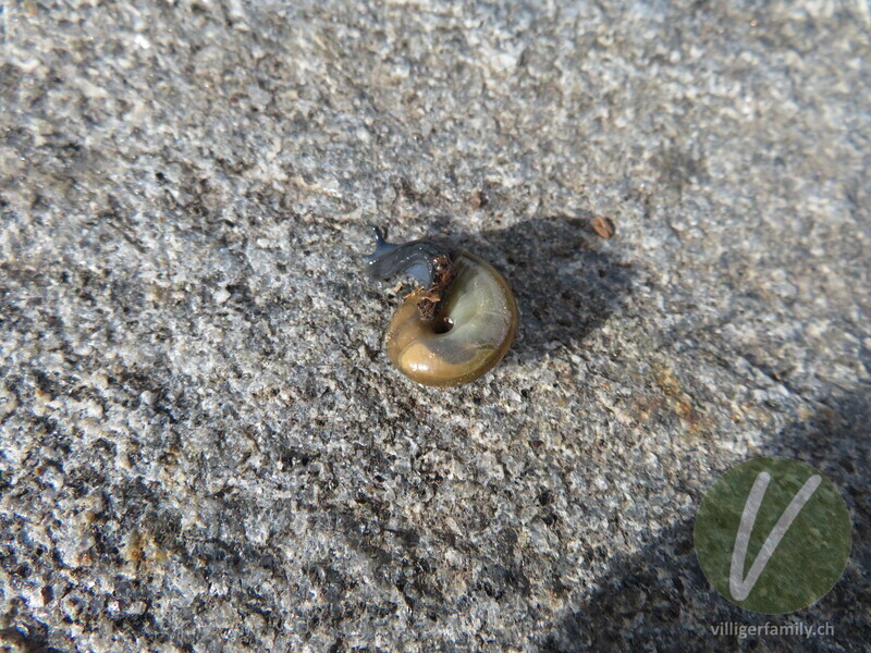 Grosse Glanzschnecke: 