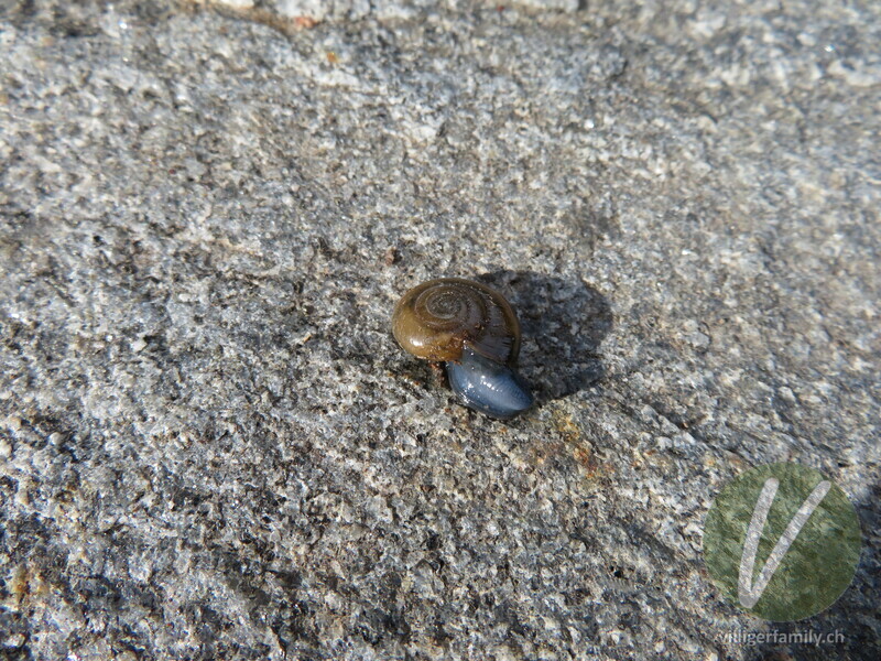 Grosse Glanzschnecke: 