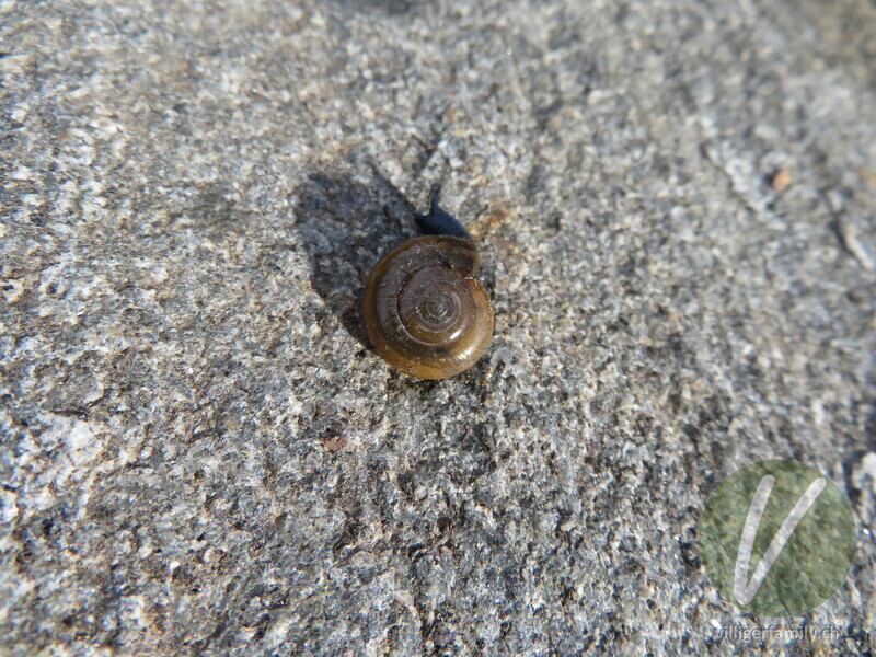 Grosse Glanzschnecke: 