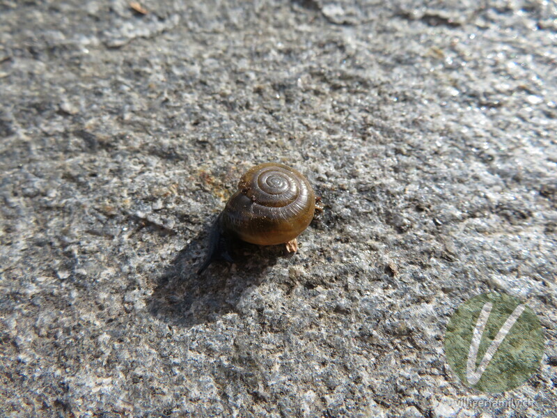 Grosse Glanzschnecke: 