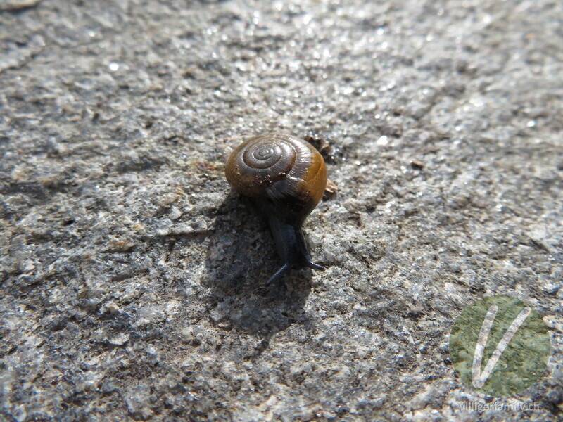 Grosse Glanzschnecke: 