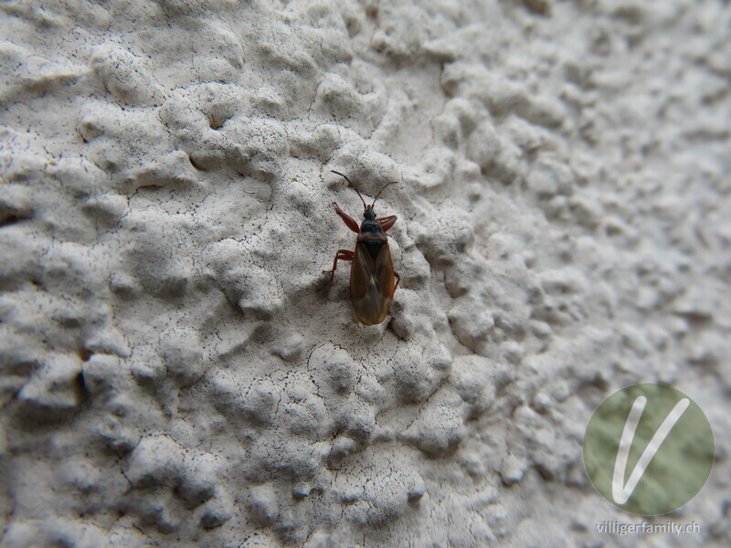 Fichten-Zapfenwanze: 