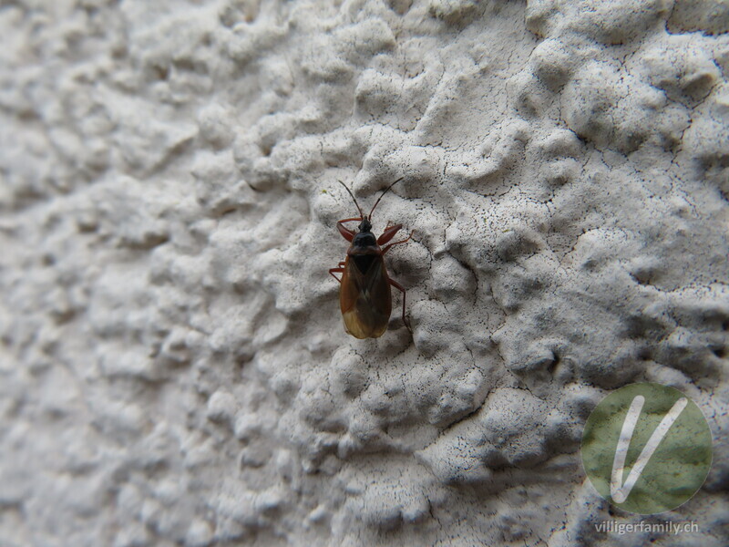 Fichten-Zapfenwanze: 