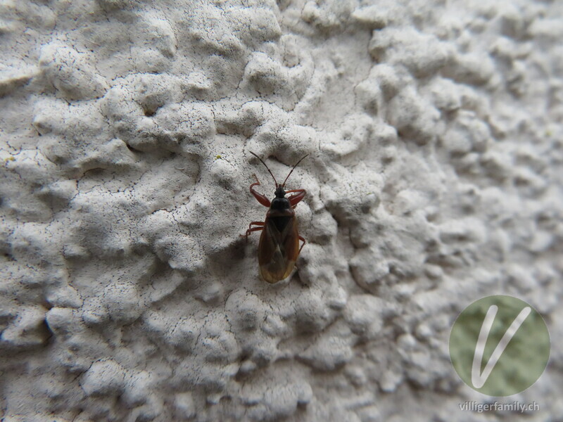 Fichten-Zapfenwanze: 