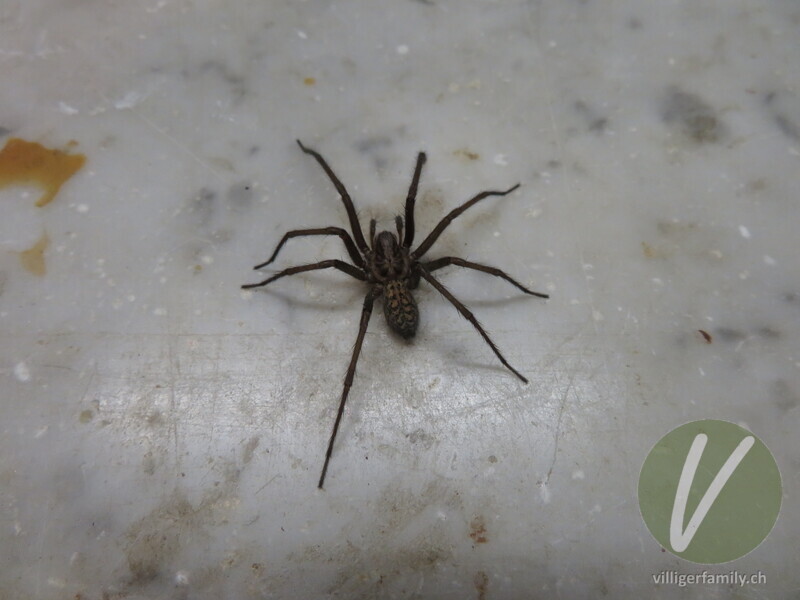 Hausspinne: 