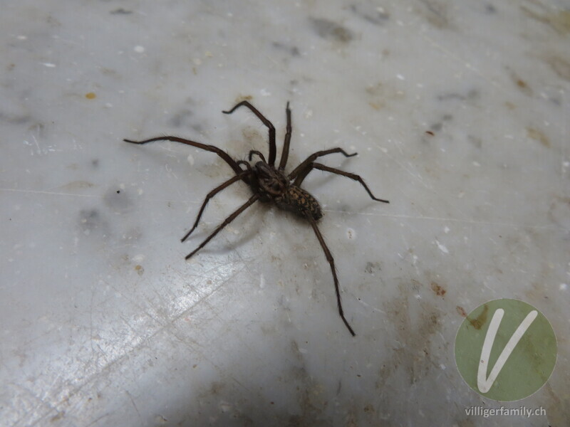 Hausspinne: 