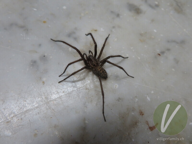 Hausspinne: 