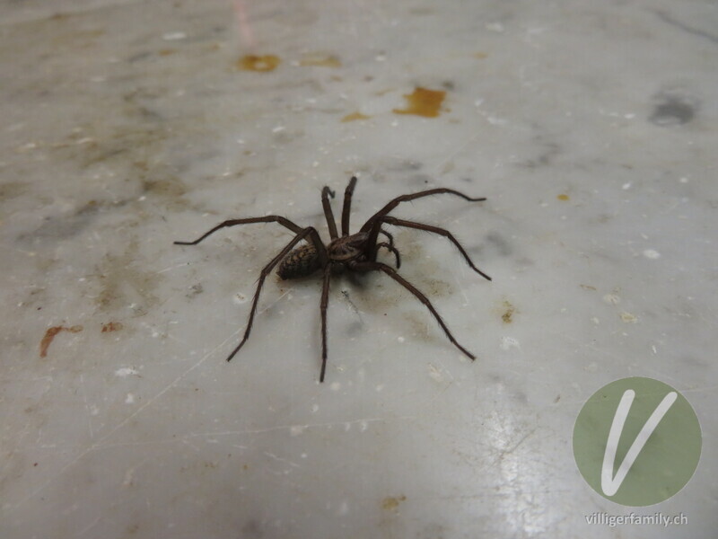 Hausspinne: 
