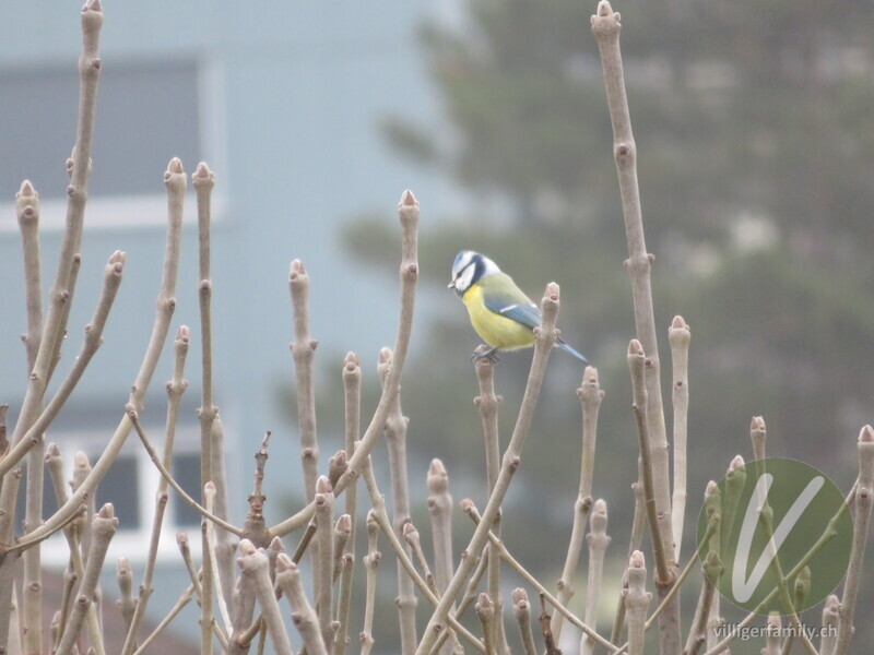 Blaumeise: 
