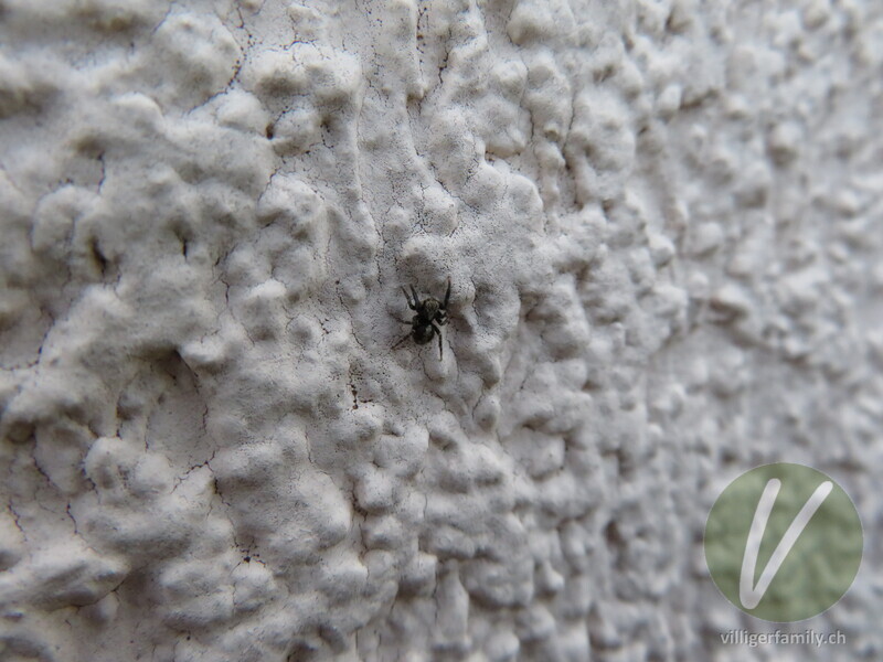 Wollige Mauer-Springspinne: 