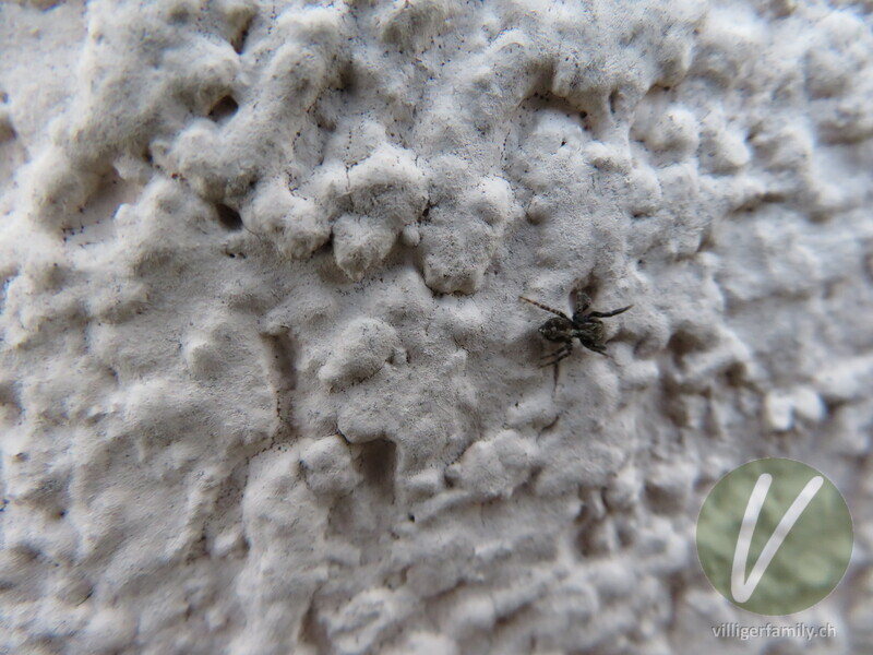 Wollige Mauer-Springspinne: 