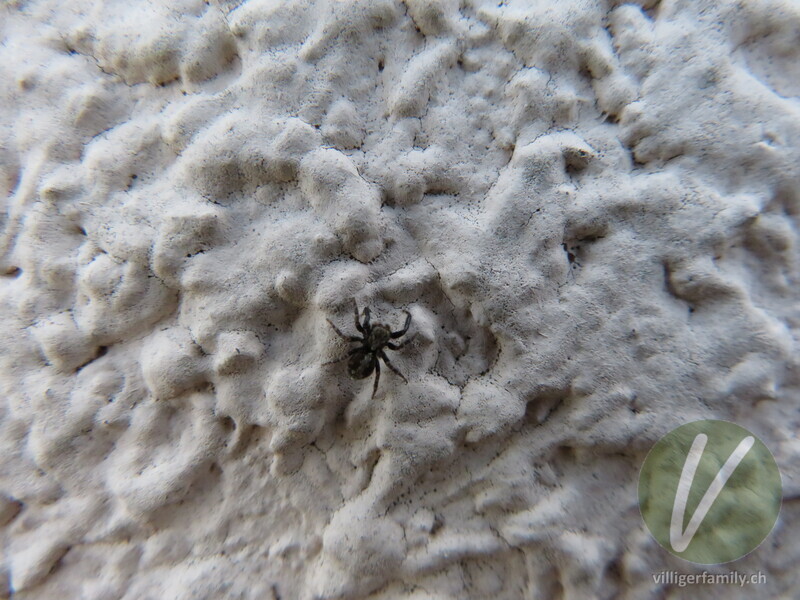 Wollige Mauer-Springspinne: 