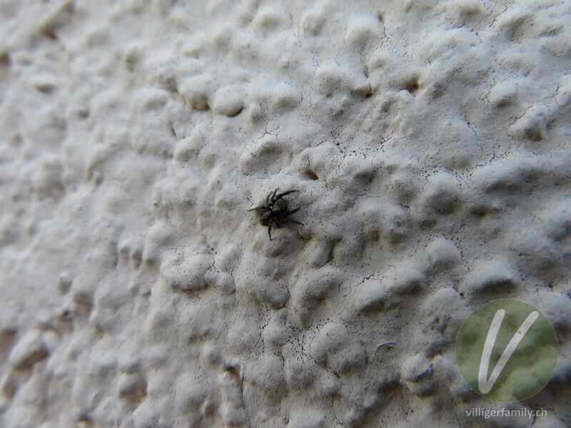 Wollige Mauer-Springspinne: 