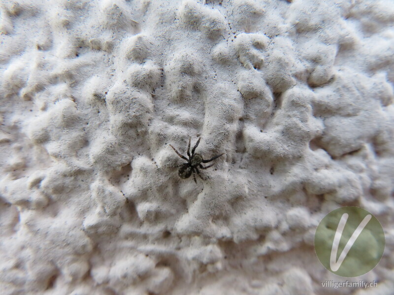 Wollige Mauer-Springspinne: 