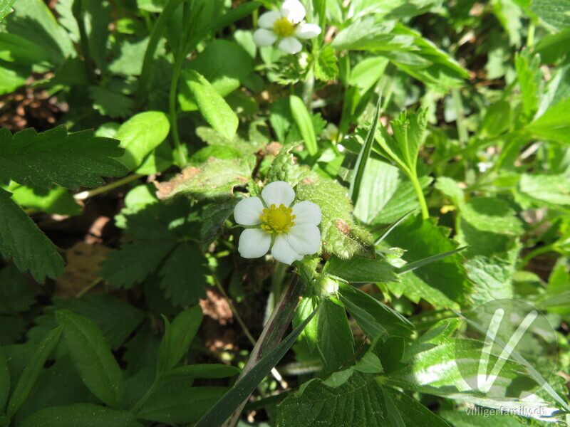 Wald-Erdbeere: Blüten