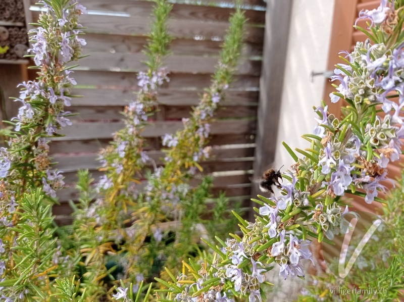 Baumhummel: 