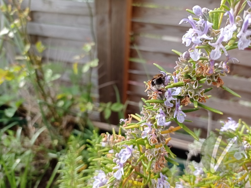 Baumhummel: 