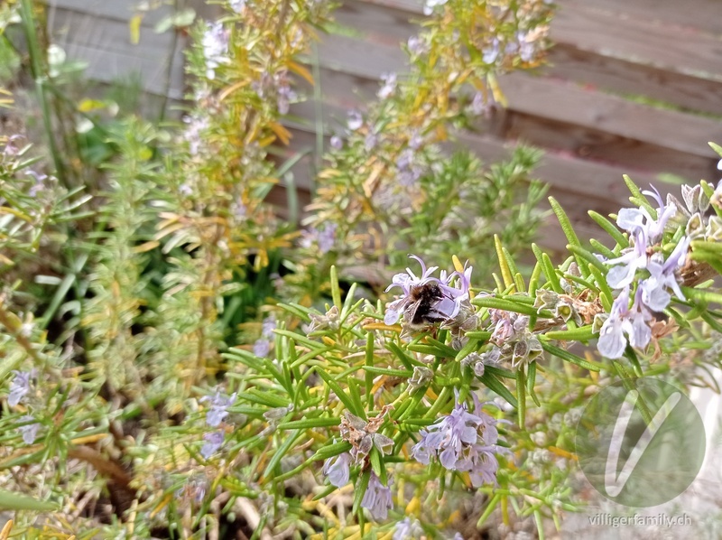 Baumhummel: 