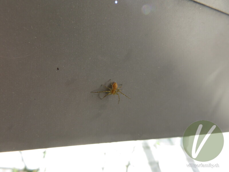 Gelbroter Flachstrecker: 