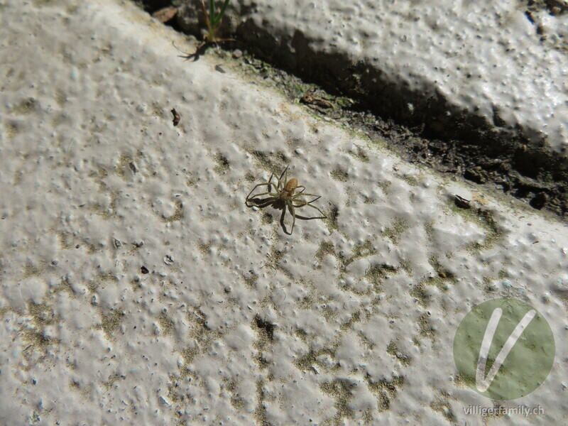 Gelbroter Flachstrecker: 