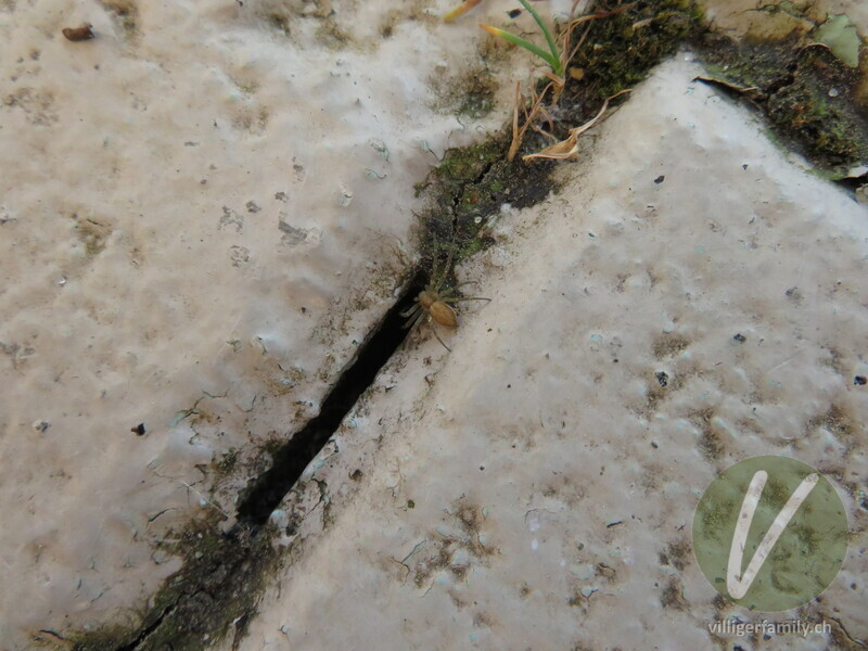 Gelbroter Flachstrecker: 