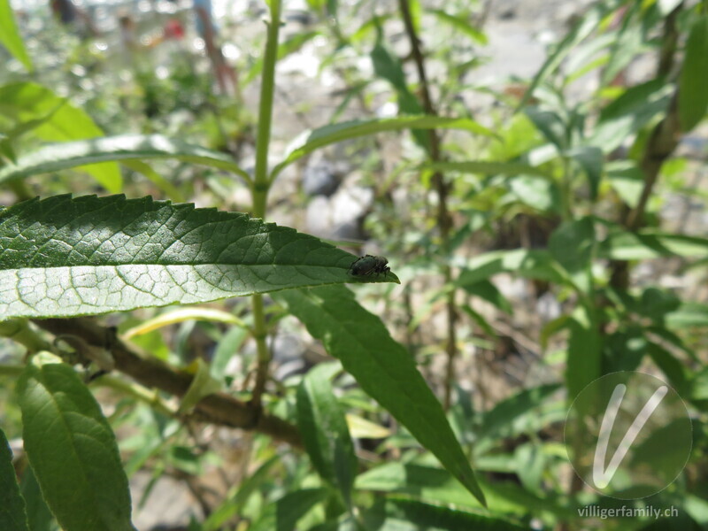 Springspinne (Heliophanus aeneus): 