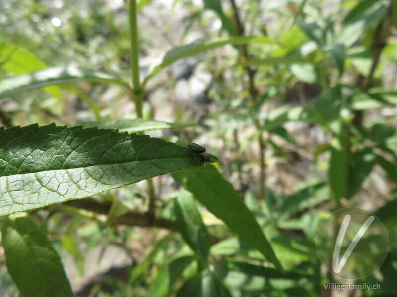 Springspinne (Heliophanus aeneus): 