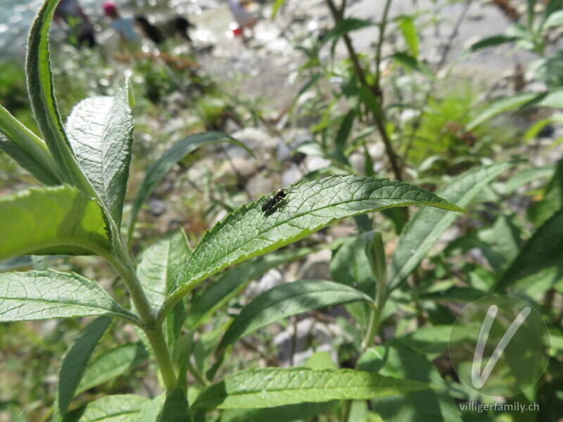 Springspinne (Heliophanus aeneus): 