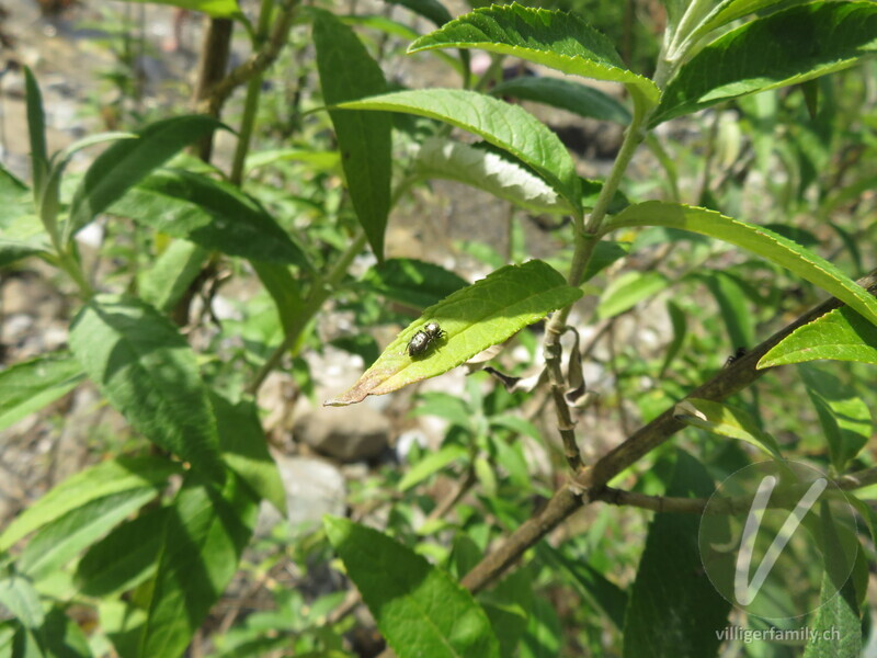 Springspinne (Heliophanus aeneus): 