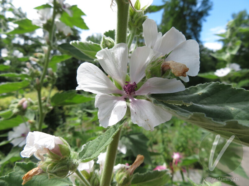 Echter Eibisch: Blüten