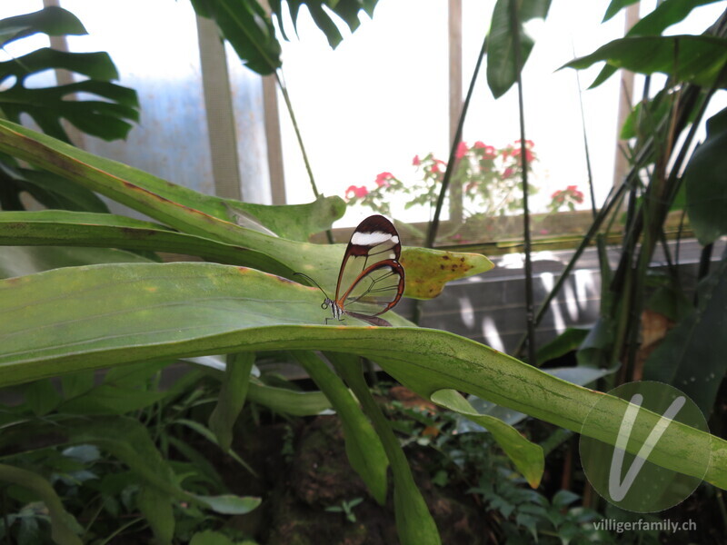 Glasflügelfalter: 