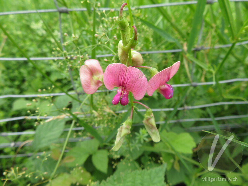 Wald-Platterbse: Blüten