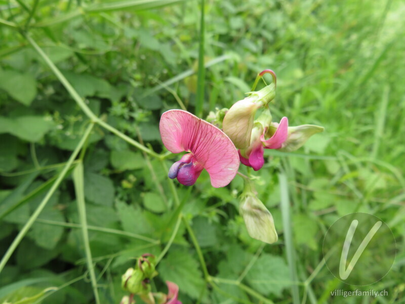 Wald-Platterbse: Blüten