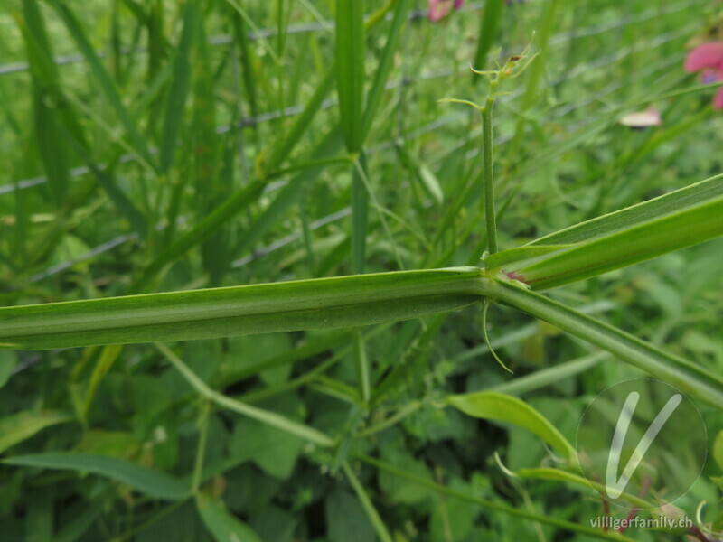 Wald-Platterbse: Stengel