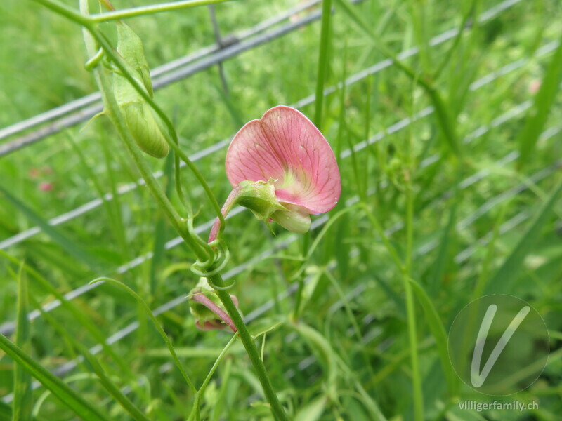 Wald-Platterbse: Blüten