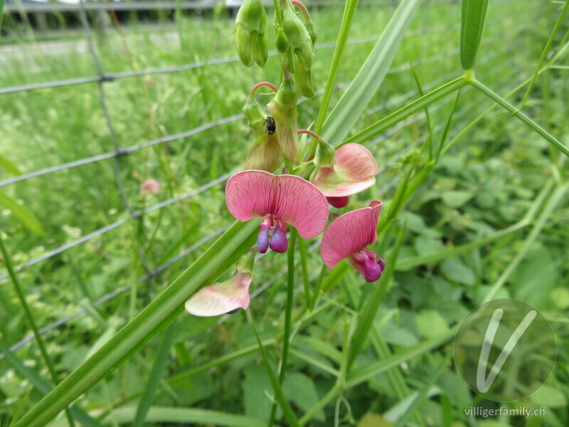 Wald-Platterbse: Blüten