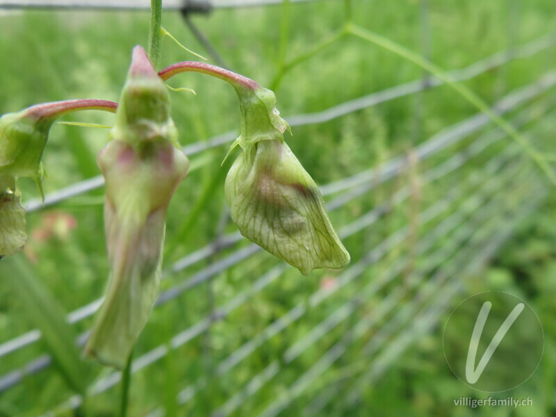 Wald-Platterbse: Blüten