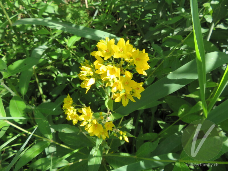Gemeiner Gilbweiderich: Blüten