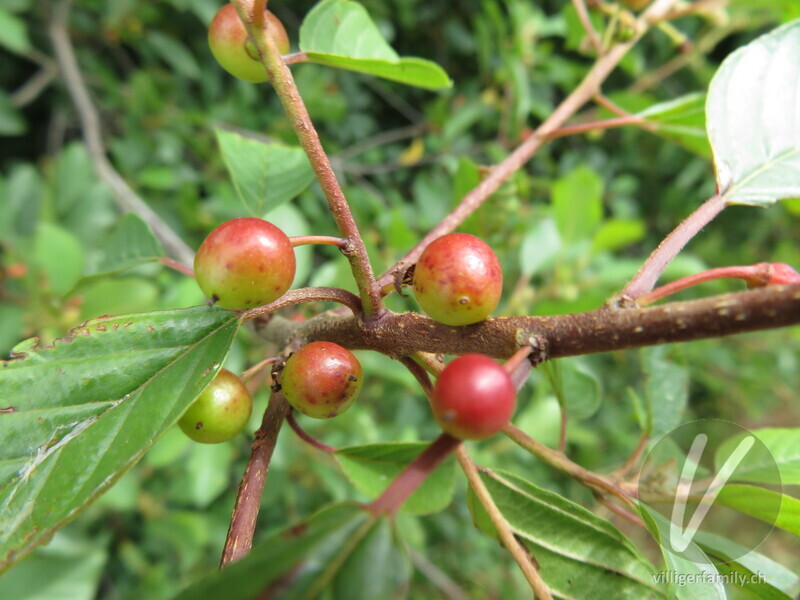 Faulbaum: Früchte