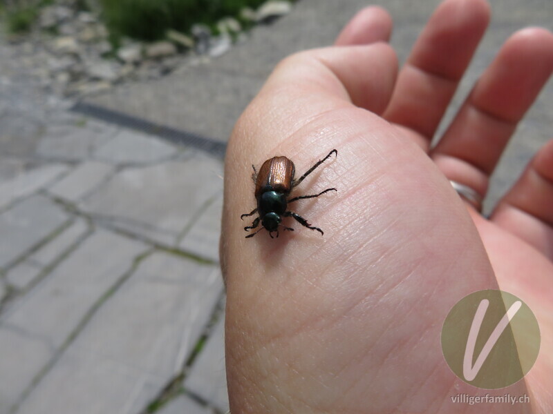Gartenlaubkäfer: 