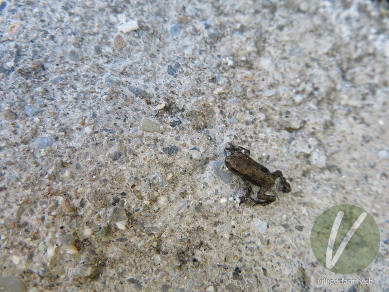 Grasfrosch: 